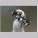 Andrena vaga - Weiden-Sandbiene -08- 05.jpg